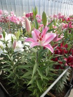 [1864 Otavalo Mak No02.JPG]